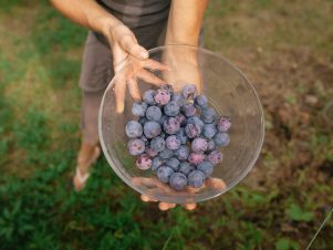 چگونه سفارش خود را ثبت کنیم