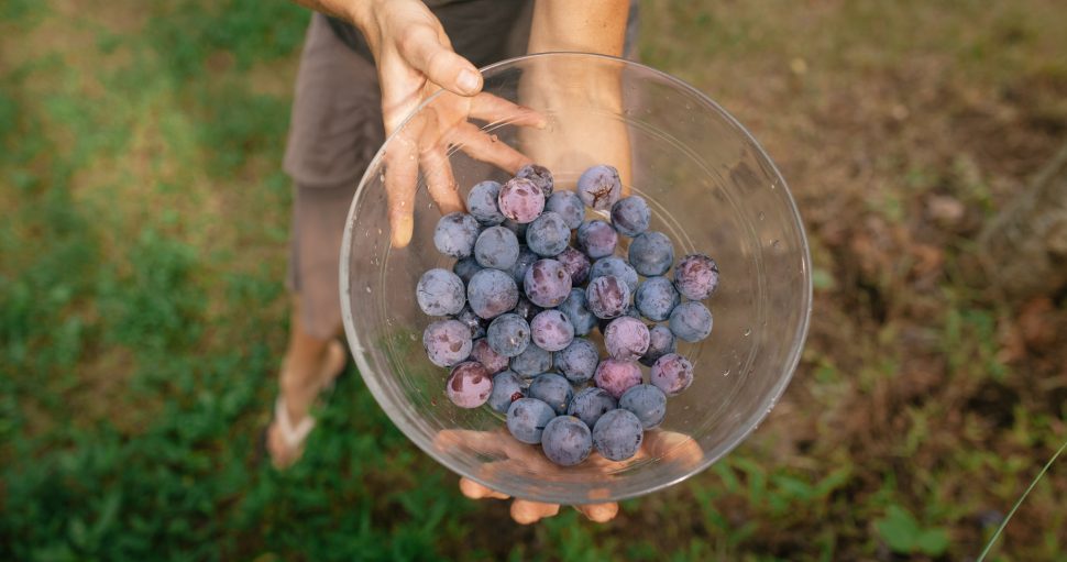 چگونه سفارش خود را ثبت کنیم