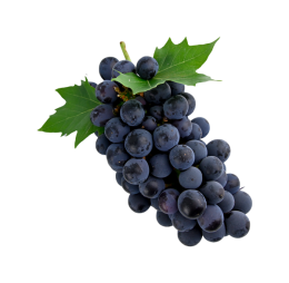 انگور سیاه